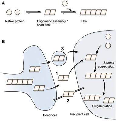 The Role of Antibodies and Their Receptors in Protection Against Ordered Protein Assembly in Neurodegeneration